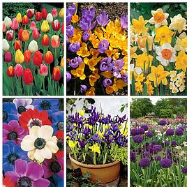 400 Spring Flowering Bulbs