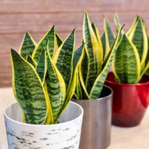 Diehard Snake Plant Sansevieria Houseplant 17cm Pot