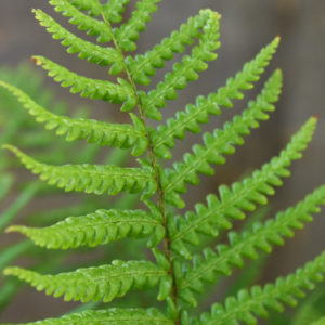 Fern Dryopteris Affinis 17cm Pot x 1