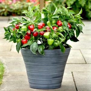 Patio Vegetable Plants - Collection