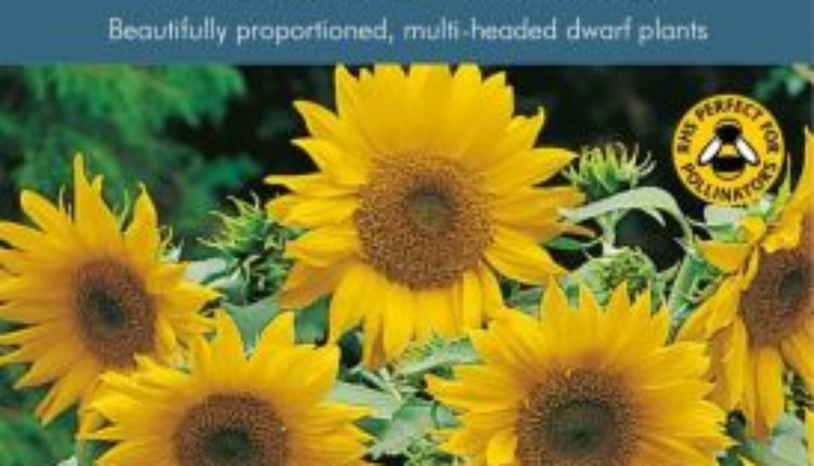 What Month Do You Plant Sunflower Seeds? - Roy's Plants And Flowers