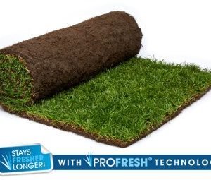 Rolawn Medallion Turf (approx 1m² Rolls)