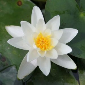 DIS : Anglo Aquatics Nymphaea Albatross 30 Litre