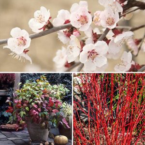 All Year Interest Shrubs