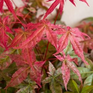 Acer palmatum Beni-maiko