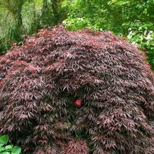 Acer palmatum Tamukeyama