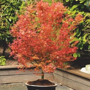 Acer palmatum Wilson's Pink Dwarf