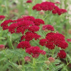 Achillea millefolium Pomegranate (Tutti Frutti Series)