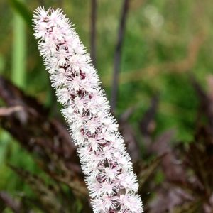 Actaea simplex Pink Spike