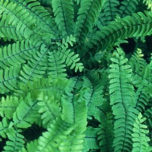 Adiantum aleuticum Imbricatum