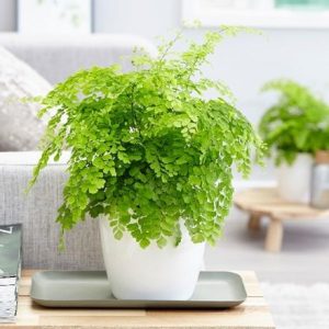 Adiantum raddianum Fragrantissimum and pot cover