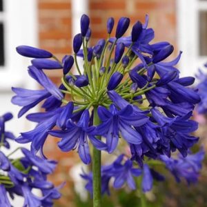 Agapanthus Flower of Love