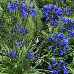 Agapanthus Midnight Star