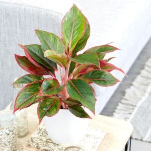 Aglaonema Crete and pot cover