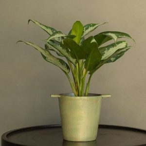 Aglaonema 'Jubilee Compacta' and cast aluminium pot cover