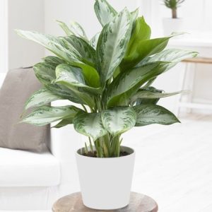 Aglaonema 'Jubilee Compacta' and pot cover