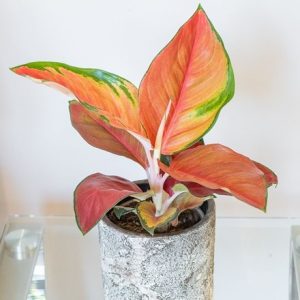 Aglaonema Red Star