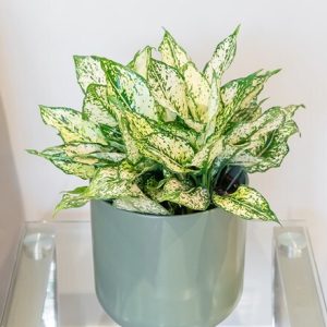 Aglaonema Spring Snow