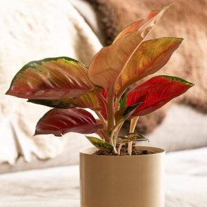 Aglaonema Star Orange