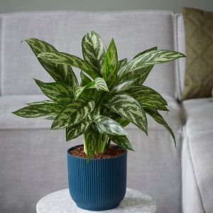 Aglaonema Tigress and pot cover