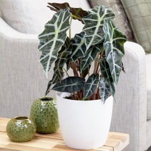 Alocasia Polly and pot cover combination