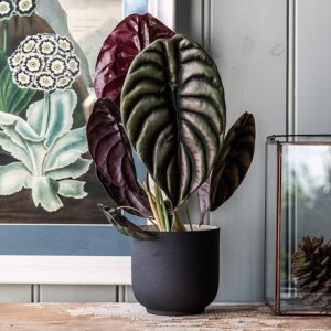 Alocasia cuprea Red Secret