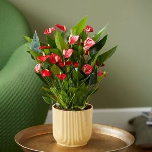 Anthurium Million Flowers and pot cover