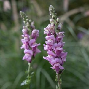 Antirrhinum majus Potomac Lavender