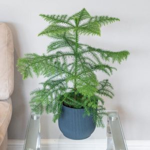 Araucaria heterophylla and pot cover