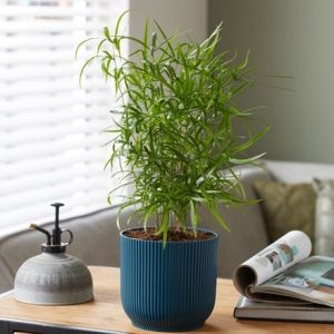 Asparagus falcatus and pot cover