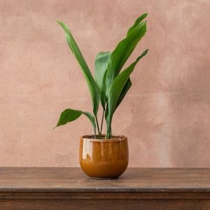 Aspidistra elatior