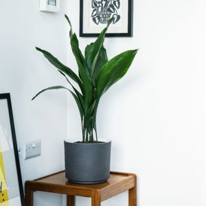 Aspidistra elatior and pot cover