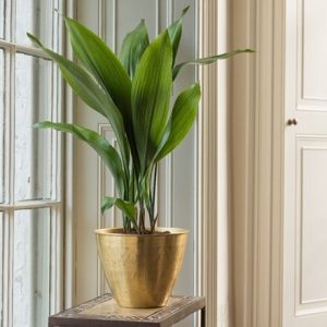 Aspidistra elatior and solid etched brass pot