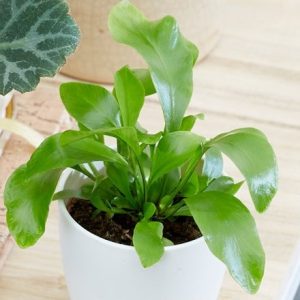 Asplenium Bottle garden / terrarium plant