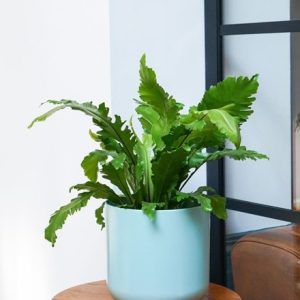 Asplenium nidus Campio (PBR)