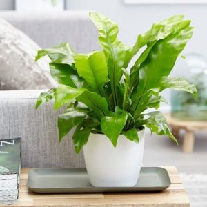 Asplenium nidus and pot cover