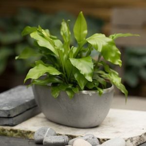 Asplenium nidus and rough cast aluminium bowl