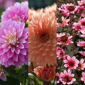 Award-winning dahlias for pots collection