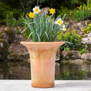 Award-winning old favourite daffodils and pot combination