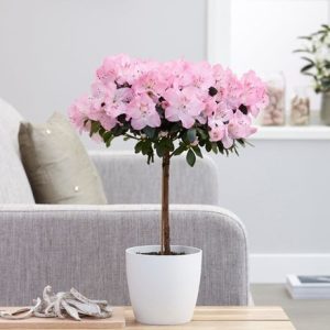 Azalea simsii standard pink and pot cover