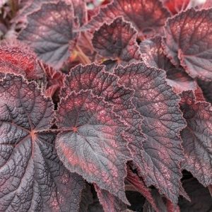 Begonia Black Knight