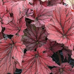 Begonia Ruby Celebration