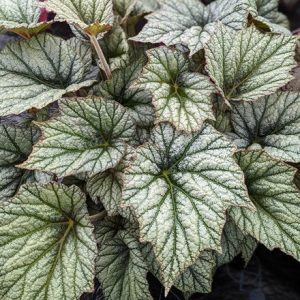 Begonia Silver Cloud