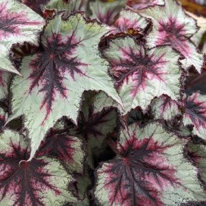 Begonia Silver Spirit