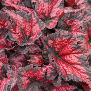 Begonia Vesuvius