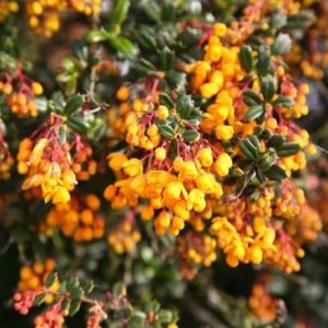 Berberis darwinii