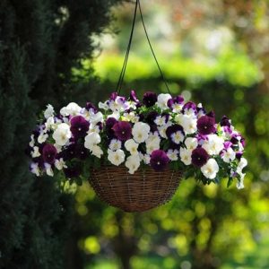 Berries & Cream - Easyplanter for hanging baskets & patio pots