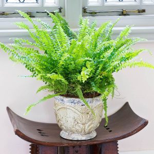 Boston Fern - Nephrolepis 'Green Moment'