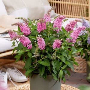 Buddleja Little Pink ('BotEx 005') (PBR) (Butterfly Candy Series)