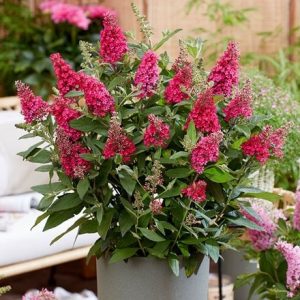 Buddleja Little Ruby ('BotEx 006') (PBR) (Butterfly Candy Series)